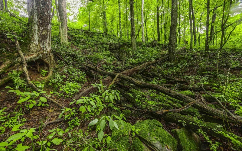 100 Miller Farm Lane, Dryfork, West Virginia 26263-0000, ,Lots/land,For Sale,Miller Farm,10160471