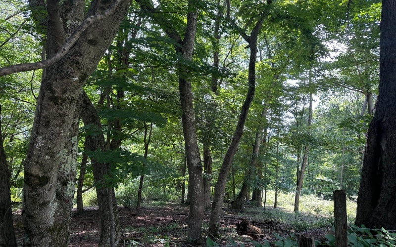 100 Miller Farm Lane, Dryfork, West Virginia 26263-0000, ,Lots/land,For Sale,Miller Farm,10160471
