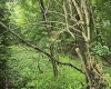 TBD Long Hollow, Masontown, West Virginia 26542, ,Lots/land,For Sale,Long,10160517