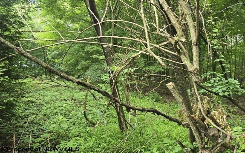 TBD Long Hollow, Masontown, West Virginia 26542, ,Lots/land,For Sale,Long,10160517