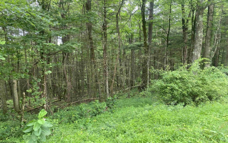 TBD Limestone Road, Parsons, West Virginia 26287, ,Lots/land,For Sale,Limestone,10160546