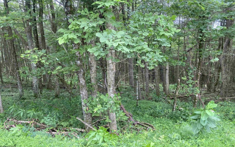 TBD Limestone Road, Parsons, West Virginia 26287, ,Lots/land,For Sale,Limestone,10160546