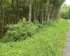 TBD Limestone Road, Parsons, West Virginia 26287, ,Lots/land,For Sale,Limestone,10160546