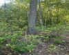 TBD Cheat Valley Highway, Parsons, West Virginia 26287, ,Lots/land,For Sale,Cheat Valley,10160536