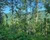 TBD Cheat Valley Highway, Parsons, West Virginia 26287, ,Lots/land,For Sale,Cheat Valley,10160536