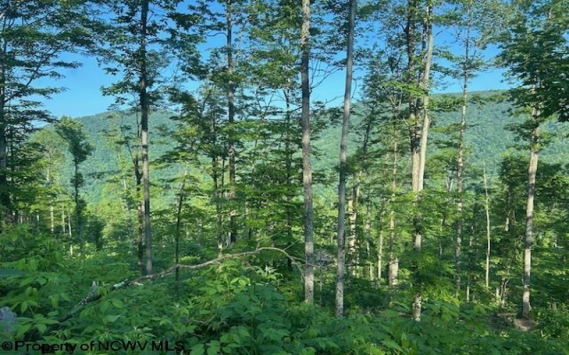 TBD Cheat Valley Highway, Parsons, West Virginia 26287, ,Lots/land,For Sale,Cheat Valley,10160536