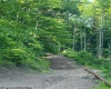 TBD Cheat Valley Highway, Parsons, West Virginia 26287, ,Lots/land,For Sale,Cheat Valley,10160536
