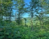 TBD Cheat Valley Highway, Parsons, West Virginia 26287, ,Lots/land,For Sale,Cheat Valley,10160536