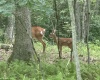 Lots 52 & 53 Pine Drive, Terra Alta, West Virginia 26764, ,Lots/land,For Sale,Pine,10160541