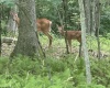 Lots 52 & 53 Pine Drive, Terra Alta, West Virginia 26764, ,Lots/land,For Sale,Pine,10160541