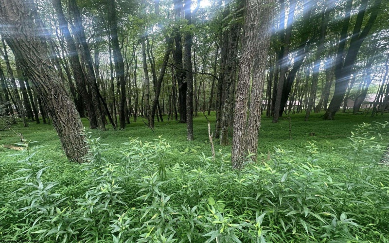 Lots 96 & 97 Bluebird Drive, Terra Alta, West Virginia 26764, ,Lots/land,For Sale,Bluebird,10160544
