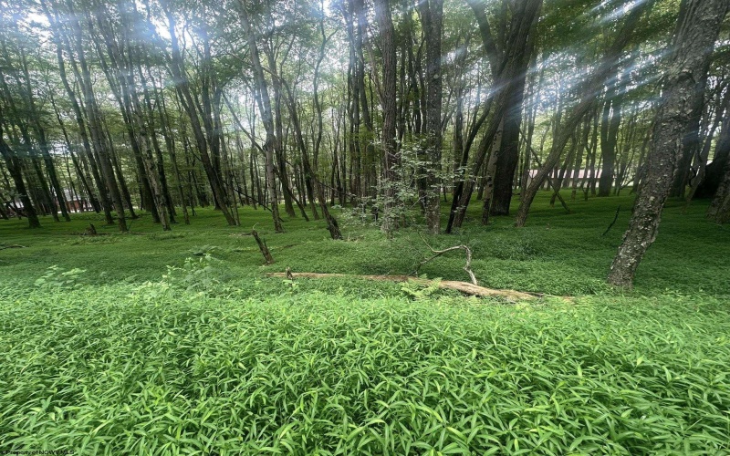Lots 96 & 97 Bluebird Drive, Terra Alta, West Virginia 26764, ,Lots/land,For Sale,Bluebird,10160544