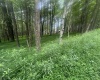 Lots 96 & 97 Bluebird Drive, Terra Alta, West Virginia 26764, ,Lots/land,For Sale,Bluebird,10160544
