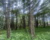 Lots 96 & 97 Bluebird Drive, Terra Alta, West Virginia 26764, ,Lots/land,For Sale,Bluebird,10160544
