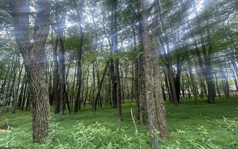 Lots 96 & 97 Bluebird Drive, Terra Alta, West Virginia 26764, ,Lots/land,For Sale,Bluebird,10160544