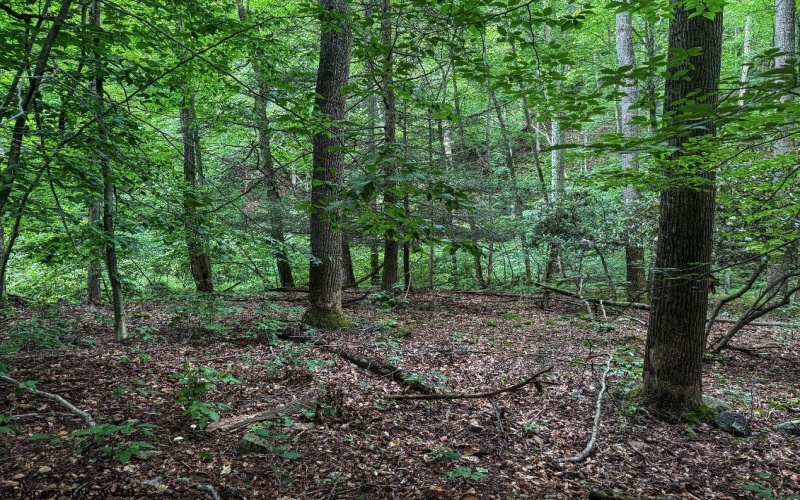 TBD Laurel Dale Road, New Creek, West Virginia 26743, ,Lots/land,For Sale,Laurel Dale,10160569