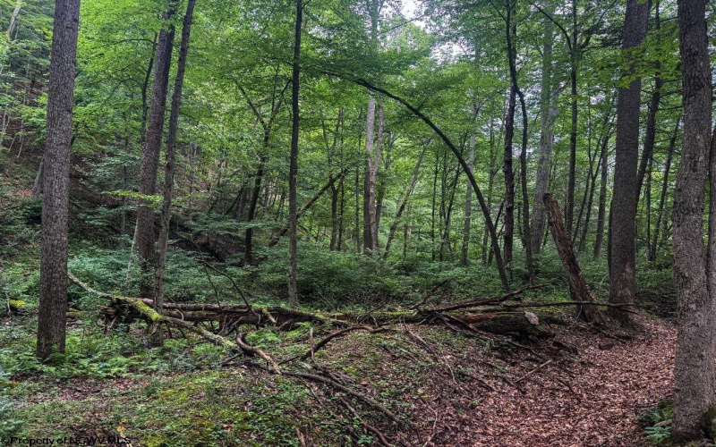 TBD Laurel Dale Road, New Creek, West Virginia 26743, ,Lots/land,For Sale,Laurel Dale,10160569