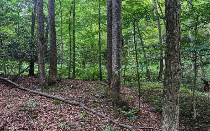 TBD Laurel Dale Road, New Creek, West Virginia 26743, ,Lots/land,For Sale,Laurel Dale,10160569