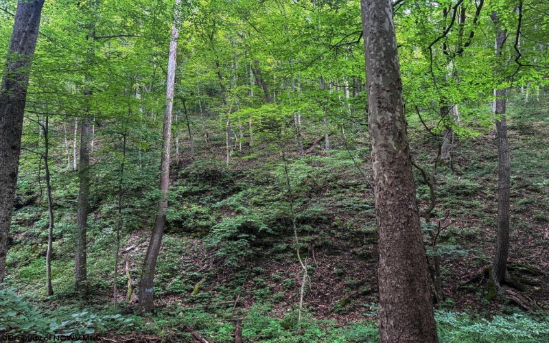 TBD Laurel Dale Road, New Creek, West Virginia 26743, ,Lots/land,For Sale,Laurel Dale,10160569