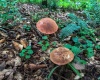 TBD Laurel Dale Road, New Creek, West Virginia 26743, ,Lots/land,For Sale,Laurel Dale,10160569