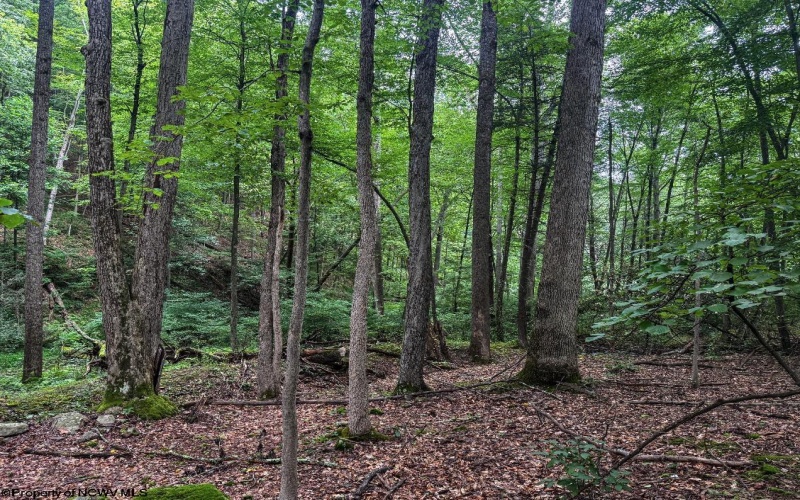 TBD Laurel Dale Road, New Creek, West Virginia 26743, ,Lots/land,For Sale,Laurel Dale,10160569
