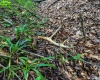 TBD Laurel Dale Road, New Creek, West Virginia 26743, ,Lots/land,For Sale,Laurel Dale,10160569