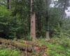 TBD Laurel Dale Road, New Creek, West Virginia 26743, ,Lots/land,For Sale,Laurel Dale,10160569