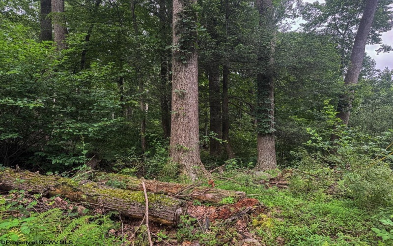 TBD Laurel Dale Road, New Creek, West Virginia 26743, ,Lots/land,For Sale,Laurel Dale,10160569