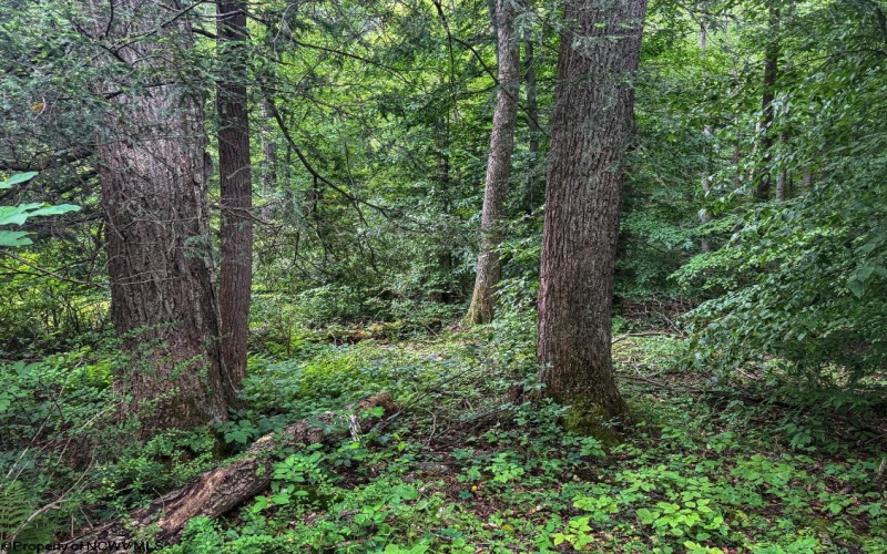TBD Laurel Dale Road, New Creek, West Virginia 26743, ,Lots/land,For Sale,Laurel Dale,10160569
