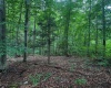 TBD Laurel Dale Road, New Creek, West Virginia 26743, ,Lots/land,For Sale,Laurel Dale,10160569
