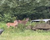 TBD Adolph Road, Mill Creek, West Virginia 26280, ,Lots/land,For Sale,Adolph,10160594