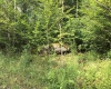 Lot 332 Pisa Place, Davis, West Virginia 26260, ,Lots/land,For Sale,Pisa,10155518