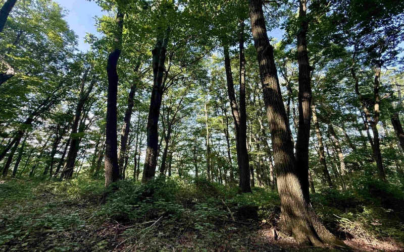 Lot #27 Dove Drive, Morgantown, West Virginia 26508, ,Lots/land,For Sale,Dove,10160646