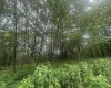153 Windflower Drive, Terra Alta, West Virginia 26764, ,Lots/land,For Sale,Windflower,10160721