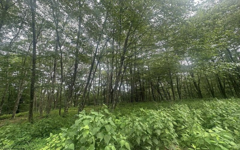 153 Windflower Drive, Terra Alta, West Virginia 26764, ,Lots/land,For Sale,Windflower,10160721