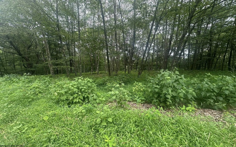 153 Windflower Drive, Terra Alta, West Virginia 26764, ,Lots/land,For Sale,Windflower,10160721