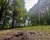 TBD Red Rock Road, Rowlesburg, West Virginia 26425, ,Lots/land,For Sale,Red Rock,10160713