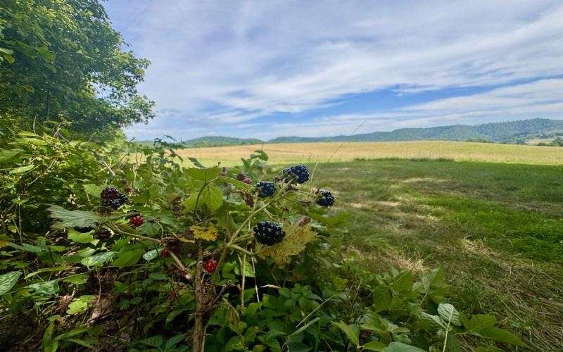 TBD Red Rock Road, Rowlesburg, West Virginia 26425, ,Lots/land,For Sale,Red Rock,10160713