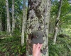 TBD Red Rock Road, Rowlesburg, West Virginia 26425, ,Lots/land,For Sale,Red Rock,10160713