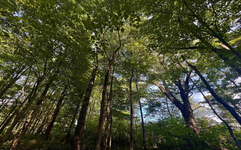 TBD Red Rock Road, Rowlesburg, West Virginia 26425, ,Lots/land,For Sale,Red Rock,10160713