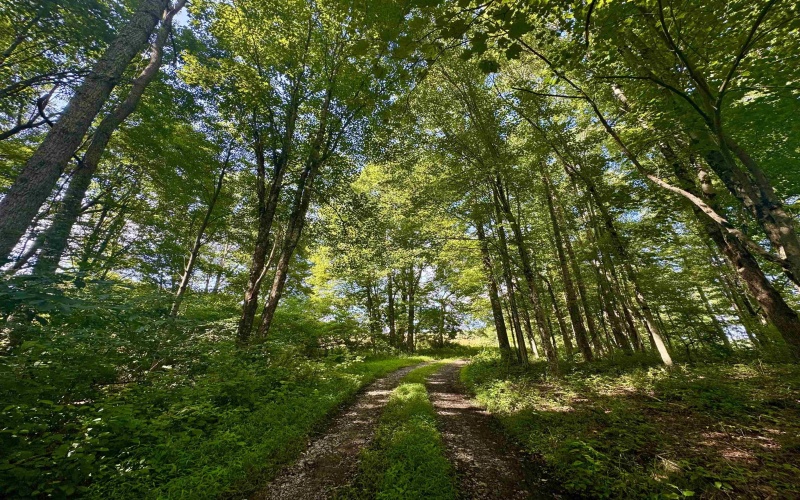 TBD Red Rock Road, Rowlesburg, West Virginia 26425, ,Lots/land,For Sale,Red Rock,10160713