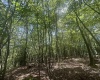 97 Daylily Court, Terra Alta, West Virginia 26764, ,Lots/land,For Sale,Daylily,10160715