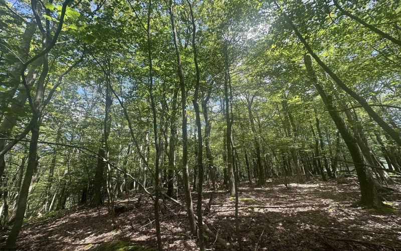 97 Daylily Court, Terra Alta, West Virginia 26764, ,Lots/land,For Sale,Daylily,10160715