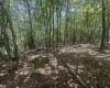 97 Daylily Court, Terra Alta, West Virginia 26764, ,Lots/land,For Sale,Daylily,10160715