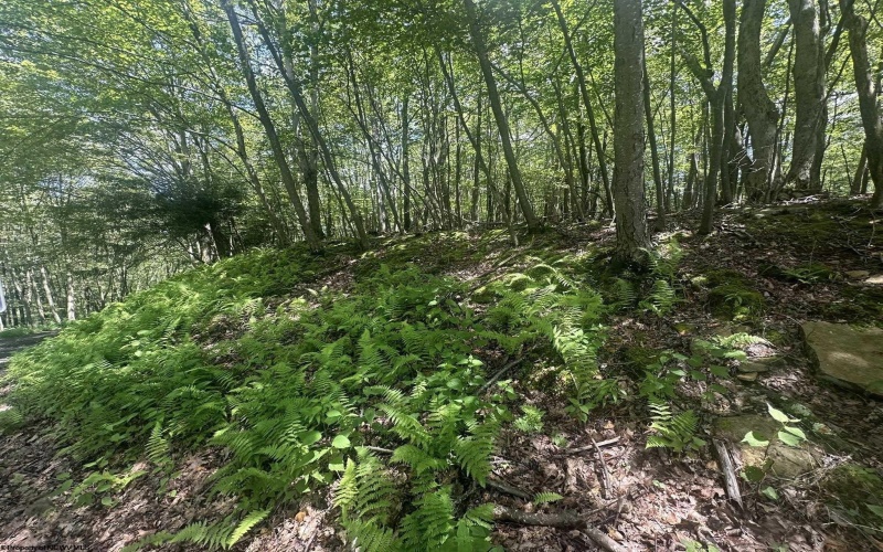 97 Daylily Court, Terra Alta, West Virginia 26764, ,Lots/land,For Sale,Daylily,10160715