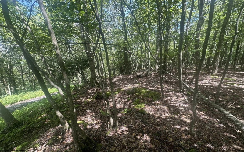 97 Daylily Court, Terra Alta, West Virginia 26764, ,Lots/land,For Sale,Daylily,10160715