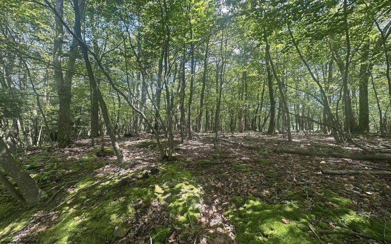 97 Daylily Court, Terra Alta, West Virginia 26764, ,Lots/land,For Sale,Daylily,10160715