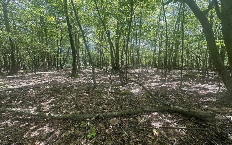 97 Daylily Court, Terra Alta, West Virginia 26764, ,Lots/land,For Sale,Daylily,10160715