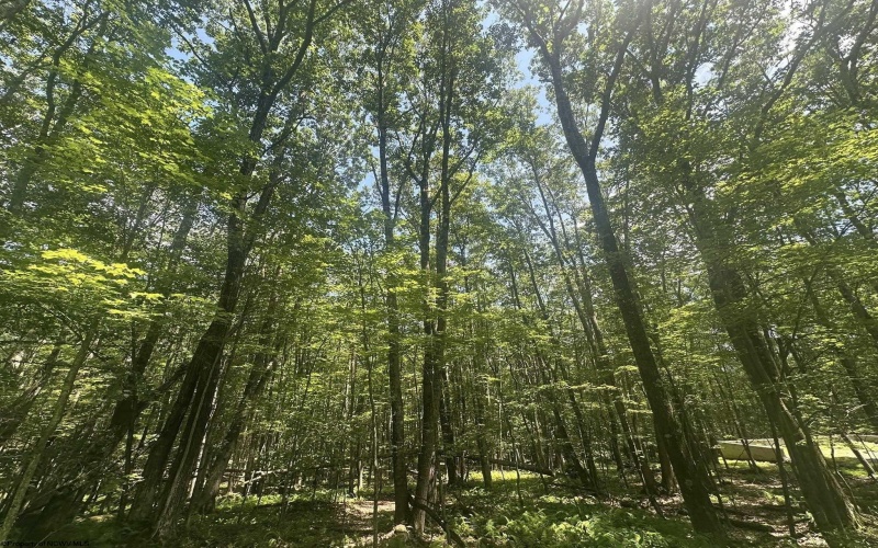 134 Windflower Drive, Terra Alta, West Virginia 26766, ,Lots/land,For Sale,Windflower,10160718