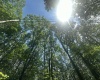 134 Windflower Drive, Terra Alta, West Virginia 26766, ,Lots/land,For Sale,Windflower,10160718